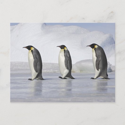 Drie keizerpenguins, Snow Hill Island Briefkaart (Voorkant)