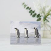 Drie keizerpenguins, Snow Hill Island Briefkaart (Staand voorkant)
