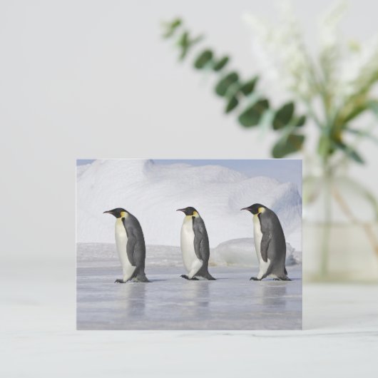 Drie keizerpenguins, Snow Hill Island Briefkaart (Staand voorkant)