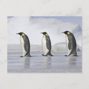 Drie keizerpenguins, Snow Hill Island Briefkaart