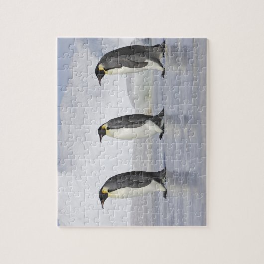 Drie keizerpenguins, Snow Hill Island Legpuzzel (Verticaal)