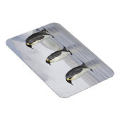 Drie keizerpenguins, Snow Hill Island Magneet (Rechterzijde)