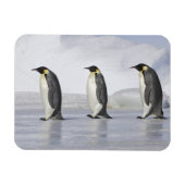 Drie keizerpenguins, Snow Hill Island Magneet (Horizontaal)