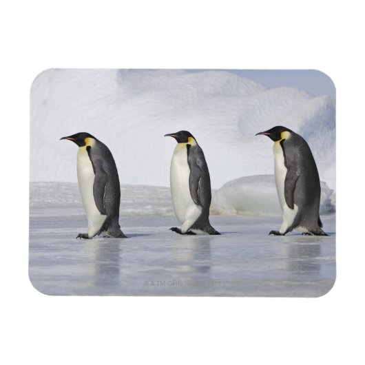 Drie keizerpenguins, Snow Hill Island Magneet (Horizontaal)