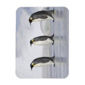 Drie keizerpenguins, Snow Hill Island Magneet (Verticaal)