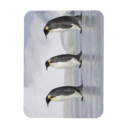 Drie keizerpenguins, Snow Hill Island Magneet (Verticaal)