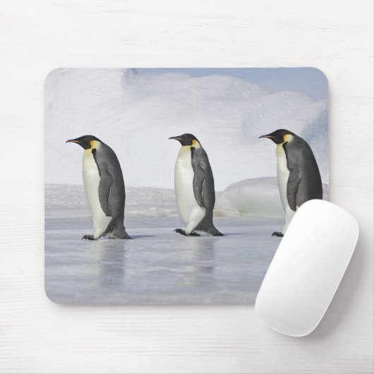 Drie keizerpenguins, Snow Hill Island Muismat (Met muis)