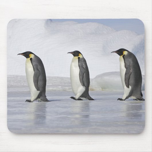 Drie keizerpenguins, Snow Hill Island Muismat (Voorkant)