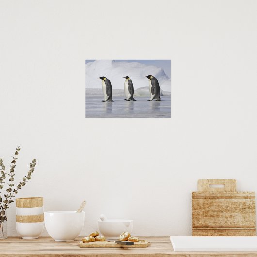 Drie keizerpenguins, Snow Hill Island Poster (Keuken)