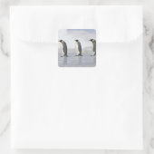Drie keizerpenguins, Snow Hill Island Vierkante Sticker (Tas)