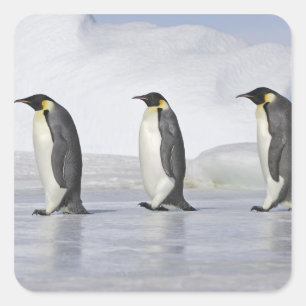 Drie keizerpenguins, Snow Hill Island Vierkante Sticker
