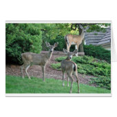 Drie kijkt naar de camera (Voorkant Horizontaal)