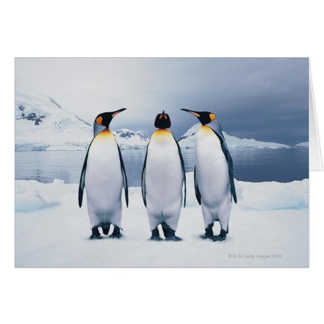 Drie King Penguins (Voorkant Horizontaal)