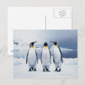 Drie King Penguins Briefkaart (Voorkant / Achterkant)