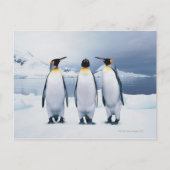 Drie King Penguins Briefkaart (Voorkant)