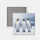 Drie King Penguins Magneet (Voorkant / Achterkant)