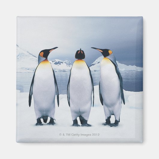 Drie King Penguins Magneet (Voorkant)