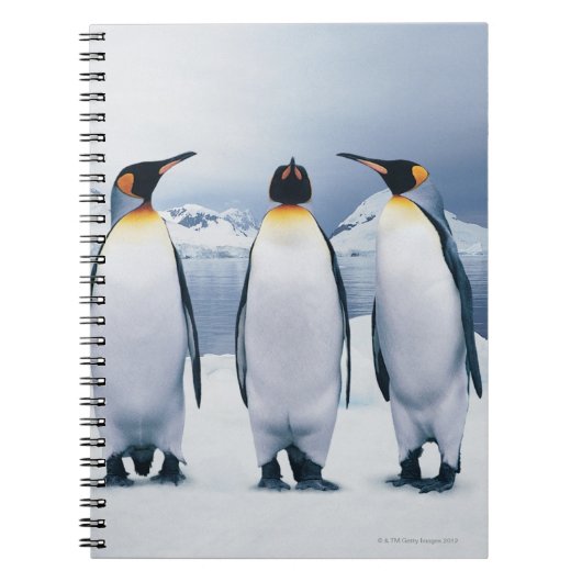 Drie King Penguins Notitieboek (Voorkant)