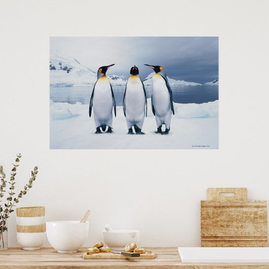 Drie King Penguins Poster (Keuken)