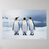 Drie King Penguins Poster (Voorkant)