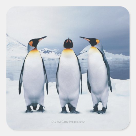 Drie King Penguins Vierkante Sticker (Voorkant)
