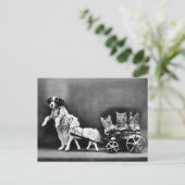 Drie Kitten Pony Ride Briefkaart (Staand voorkant)
