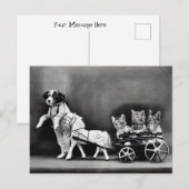 Drie Kitten Pony Ride Briefkaart (Voorkant / Achterkant)
