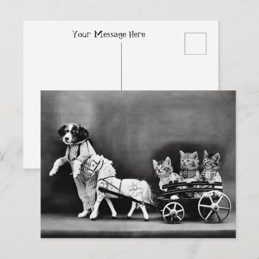 Drie Kitten Pony Ride Briefkaart (Voorkant / Achterkant)
