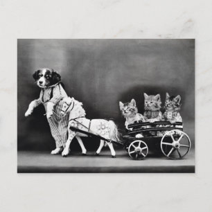 Drie Kitten Pony Ride Briefkaart