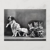 Drie Kitten Pony Ride Briefkaart (Voorkant)