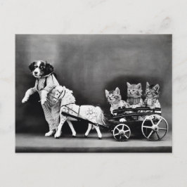 Drie Kitten Pony Ride Briefkaart