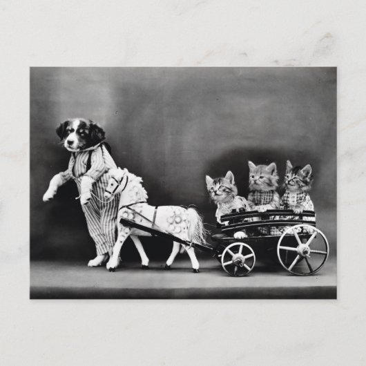 Drie Kitten Pony Ride Briefkaart (Voorkant)