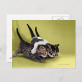 Drie kittens die elkaar knuffelen briefkaart (Voorkant / Achterkant)