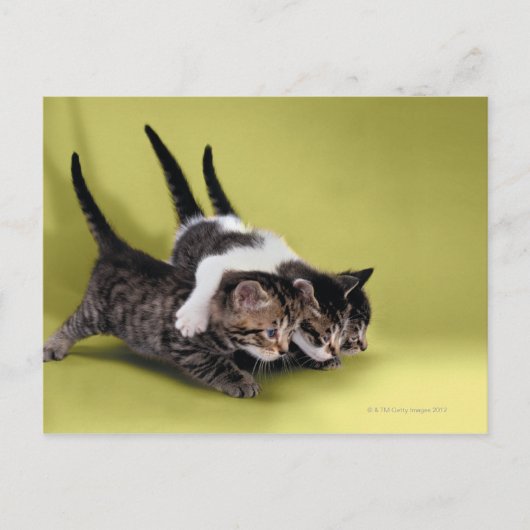 Drie kittens die elkaar knuffelen briefkaart (Voorkant)