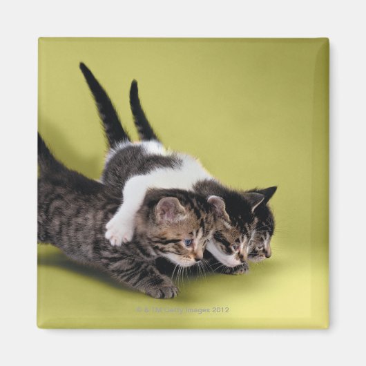 Drie kittens die elkaar knuffelen magneet (Voorkant)