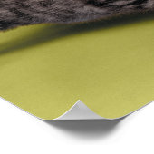 Drie kittens die elkaar knuffelen poster (Hoek)