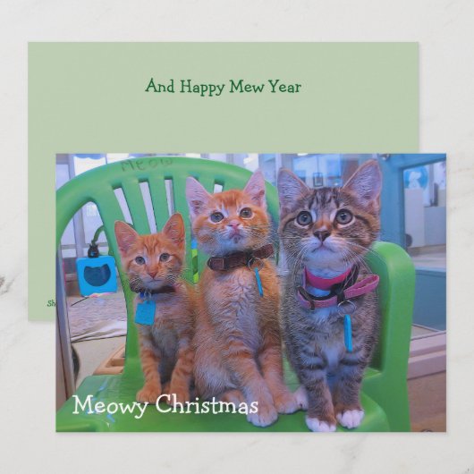 Drie kittens Meowy Bedankkaart (Voorkant / Achterkant)