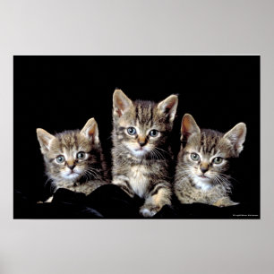 Drie Kittens van Junglewalk.com Poster