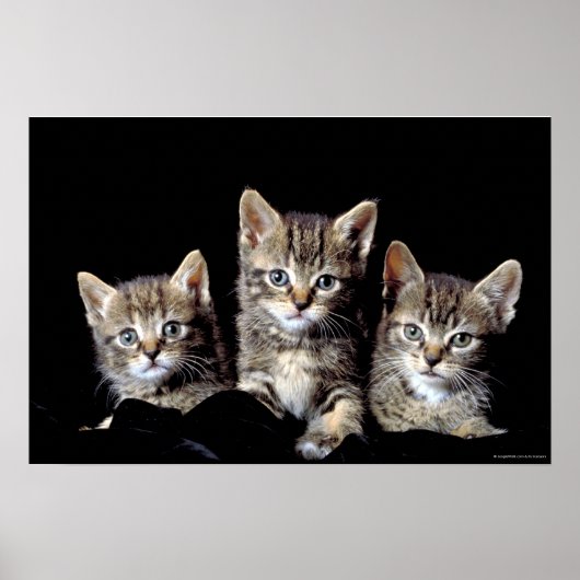 Drie Kittens van Junglewalk.com Poster (Voorkant)