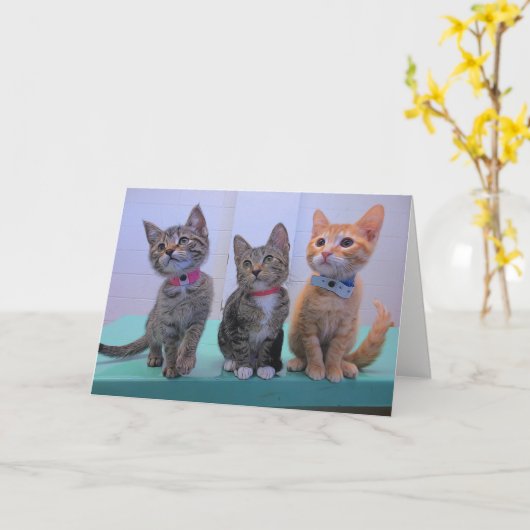 Drie Kleine Katjes Kaart (Gele Bloem)