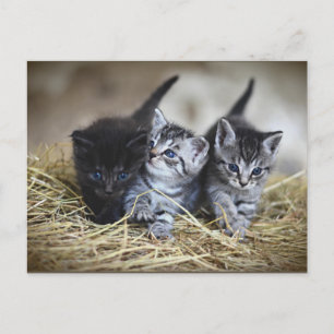 Drie Kleine Kittens briefkaart