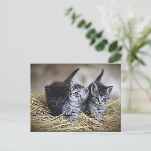 Drie Kleine Kittens briefkaart (Staand voorkant)