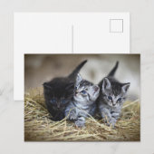 Drie Kleine Kittens briefkaart (Voorkant / Achterkant)