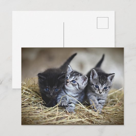 Drie Kleine Kittens briefkaart (Voorkant / Achterkant)