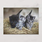 Drie Kleine Kittens briefkaart (Voorkant)
