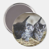 Drie Kleine Kittens Magneet (Voorkant / Achterkant)