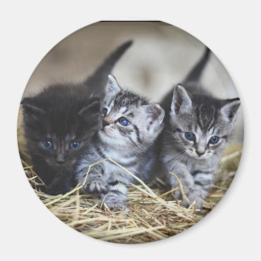 Drie Kleine Kittens Magneet (Voorkant)