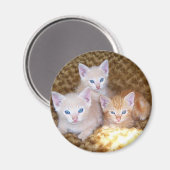 Drie kleine kittens magneet (Voorkant / Achterkant)