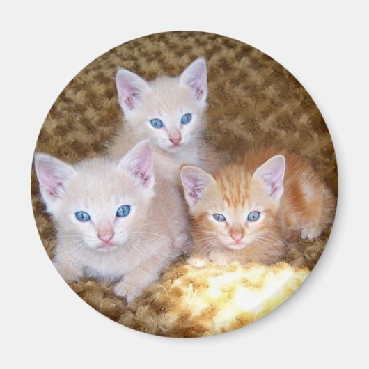 Drie kleine kittens magneet (Voorkant)