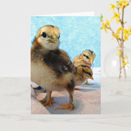 Drie kleine kuikens kaart (Gele Bloem)